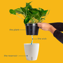 ZZ Plant | medium 6in