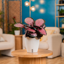 Calathea Pink Star | medium 6in