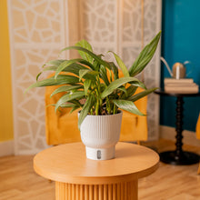 Epipremnum amplissimum | medium 6in