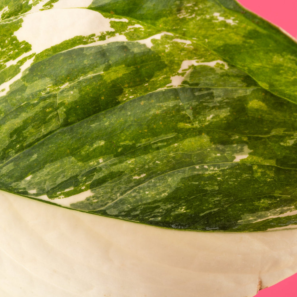 Monstera Lechleriana Albo | medium 6in