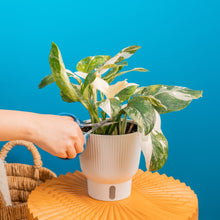Monstera Lechleriana Albo | medium 6in