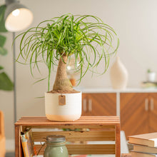 Ponytail Palm | medium 6in