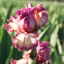 Bearded Iris - Califlora Rockstar (Reblooming)