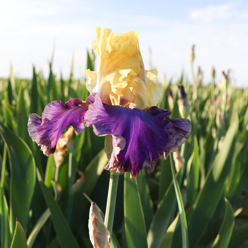 Bearded Iris - Califlora Jurassic (Reblooming)