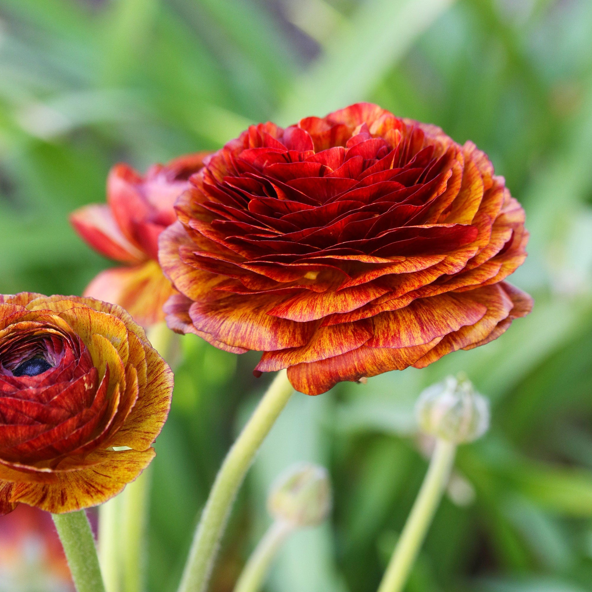 Ranunculus - Tecolote Café: 10 Corms