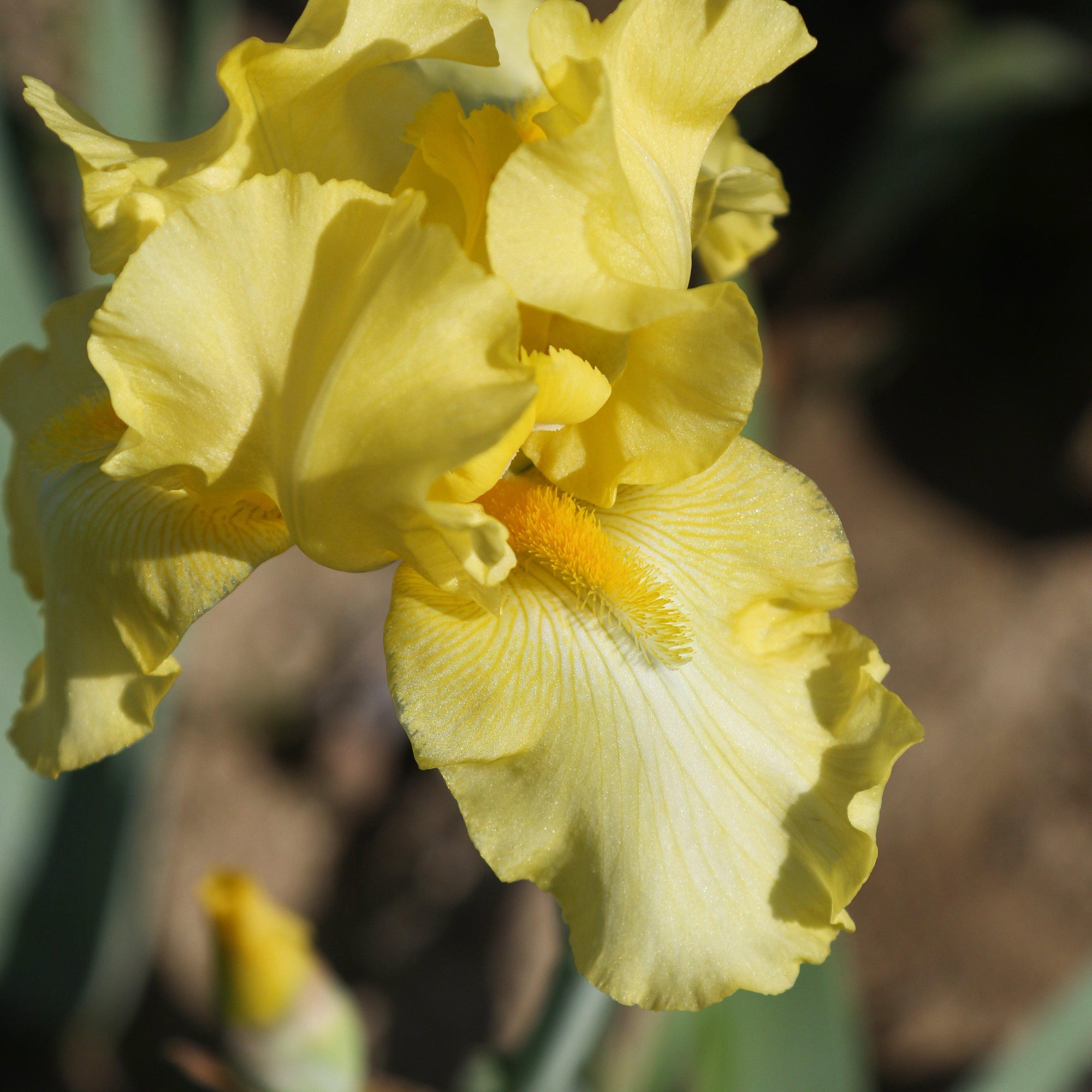 Bearded Iris - Califlora Harvest of Memories (Reblooming)