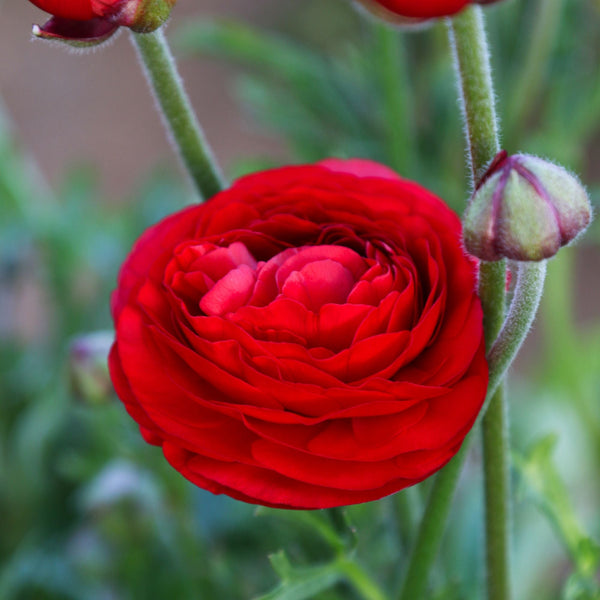 Ranunculus - Tecolote Rainbow Mix: 10 Corms