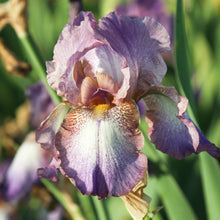 Bearded Iris - Califlora Wine Festival (Reblooming)