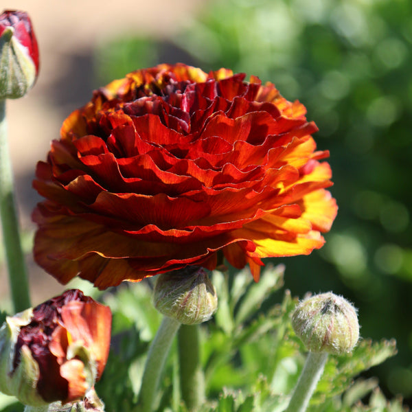 Ranunculus - Tecolote Café: 10 Corms