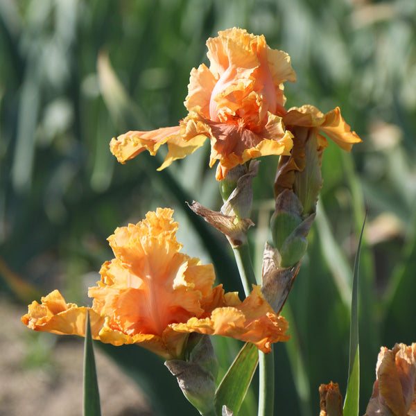 Bearded Iris - Califlora Cordoba (Reblooming)