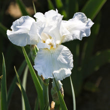 Bearded Iris - Califlora Immortality (Reblooming)