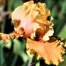 Bearded Iris - Califlora Cordoba (Reblooming)