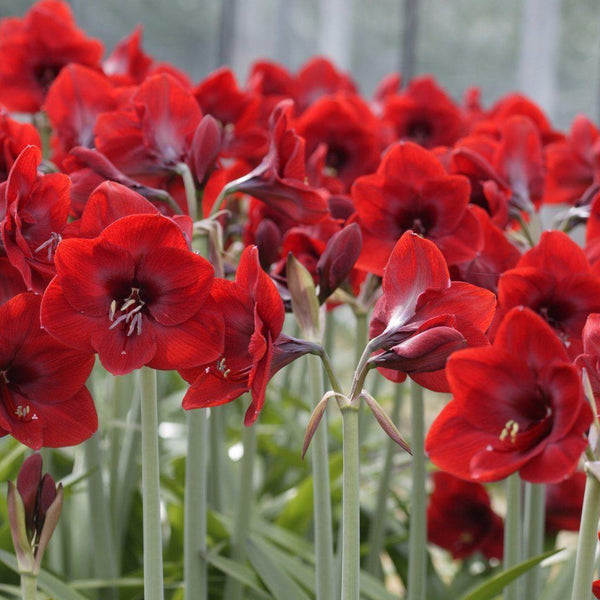 Amaryllis - Ferrari Red: 1 Bulb