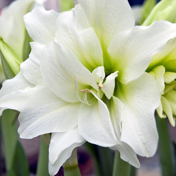 Amaryllis - Snow Drift: 1 Bulb