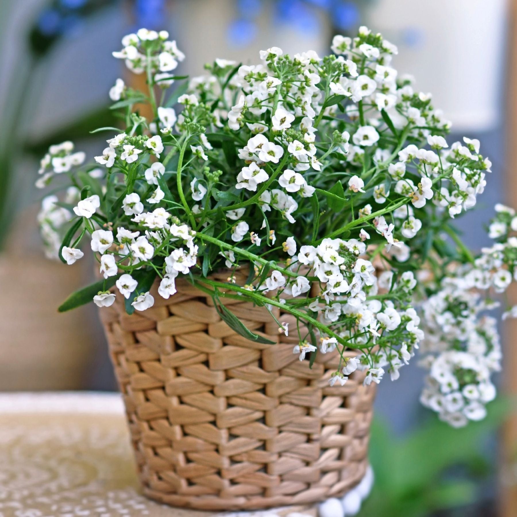 Alyssum Seed