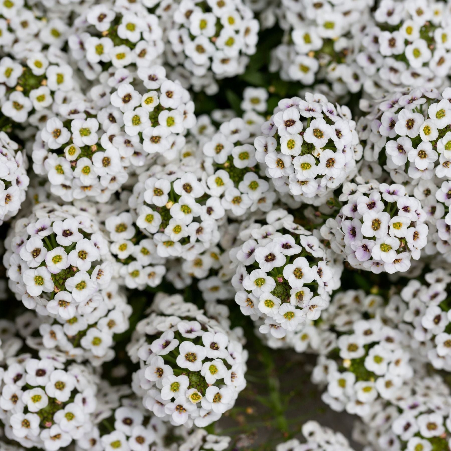 Alyssum Seed