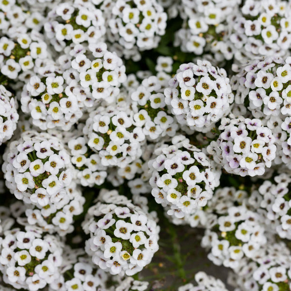 Alyssum Seed
