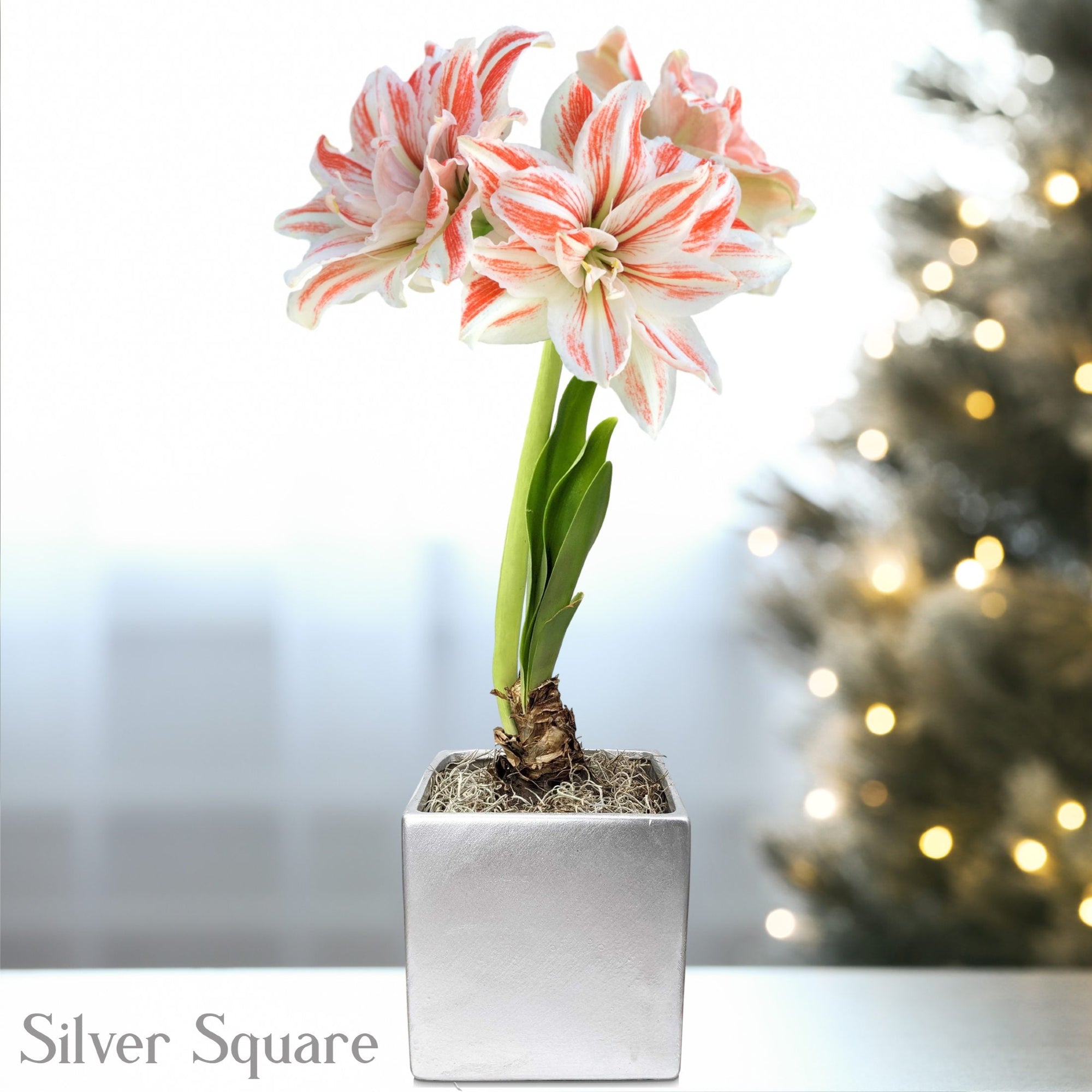 Amaryllis - Dancing Queen in a Square Planter