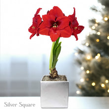 Amaryllis - Ferrari in a Square Planter