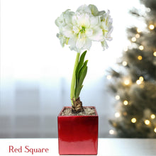 Amaryllis - Snow Drift in a Square Planter