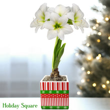 Amaryllis - White Christmas in a Square Planter