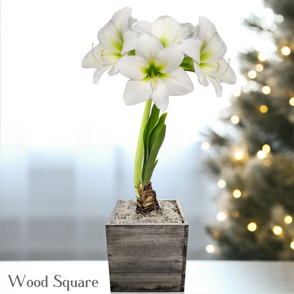 Amaryllis - White Christmas in a Square Planter