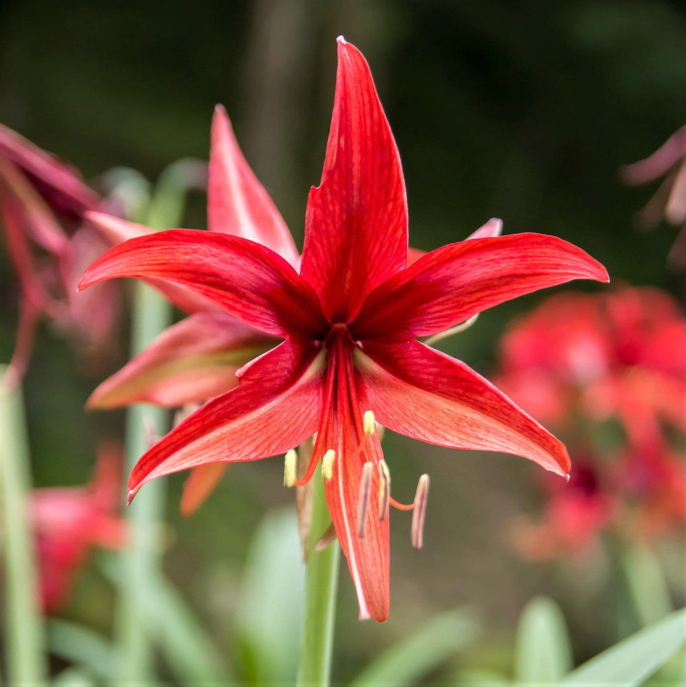 Amaryllis - Bogota: 1 Bulb