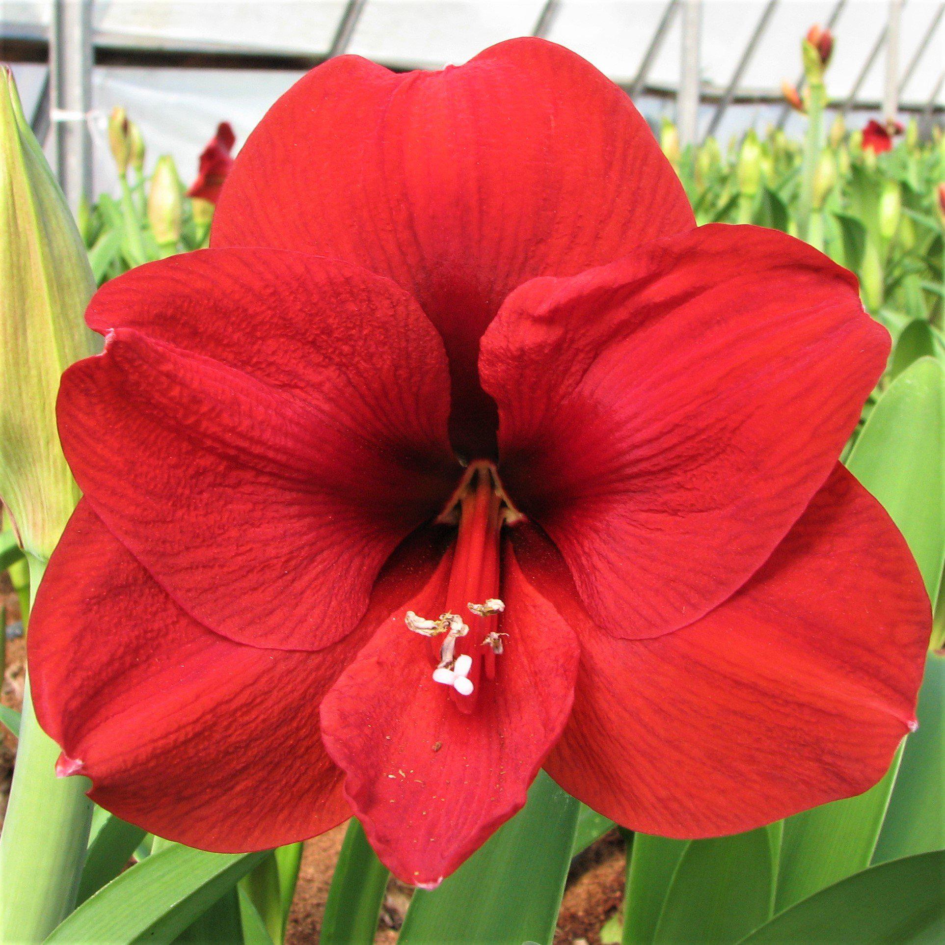 Amaryllis - Ferrari Red: 1 Bulb