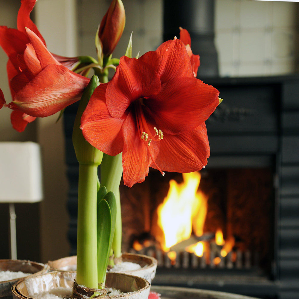 Amaryllis - Ferrari Red: 1 Bulb