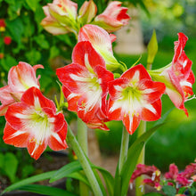 Amaryllis - Minerva: 1 Bulb