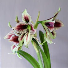 Amaryllis - Papilio Butterfly: 1 Bulb