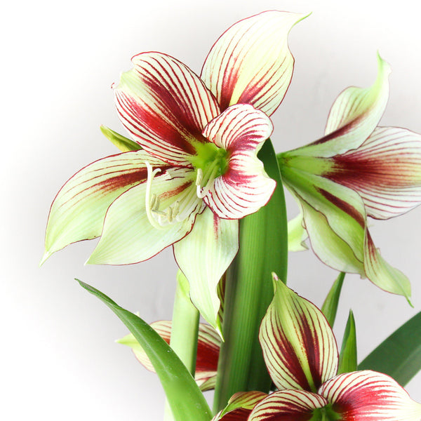 Amaryllis - Papilio Butterfly: 1 Bulb