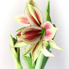 Amaryllis - Papilio Butterfly: 1 Bulb