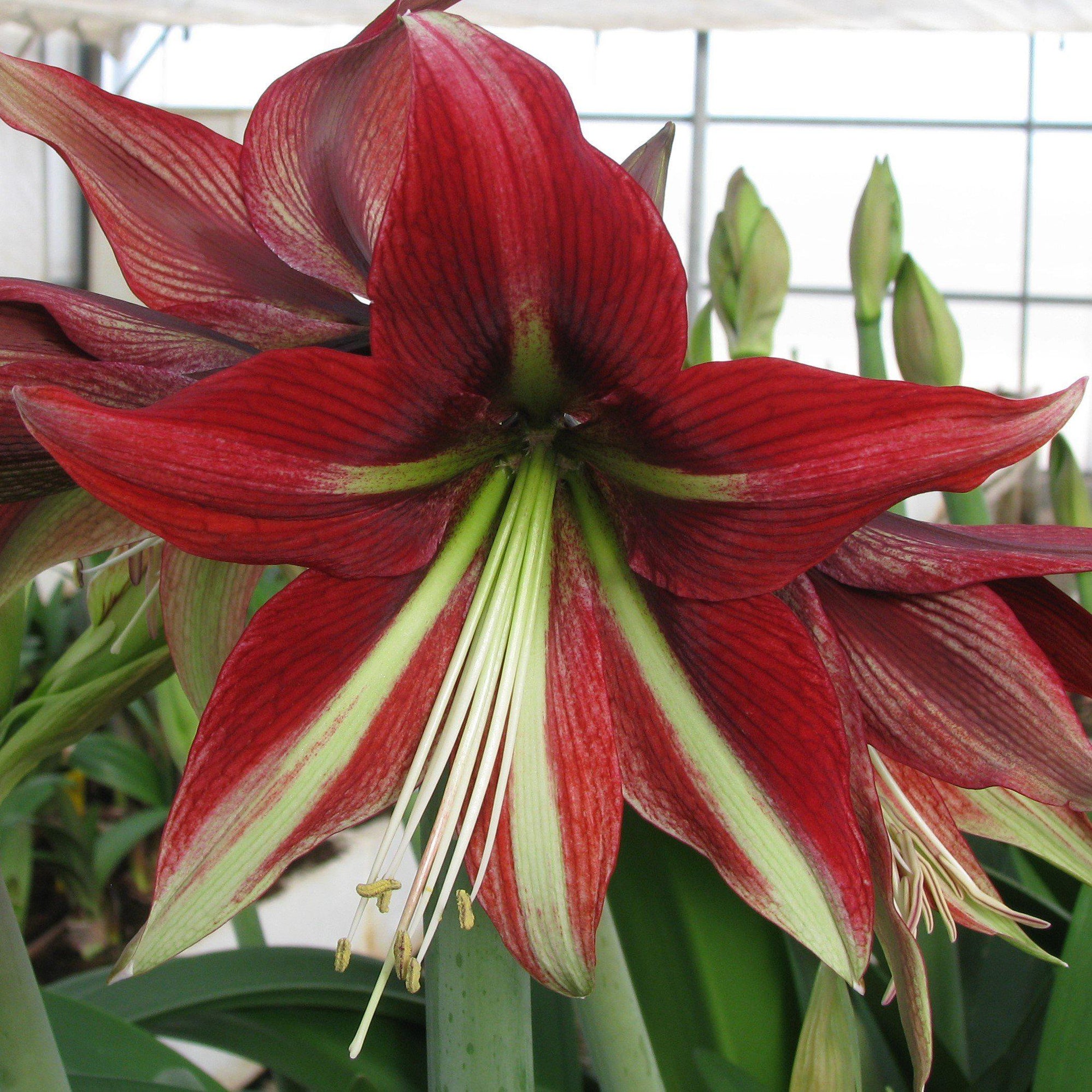 Amaryllis - Ruby Star: 1 Bulb