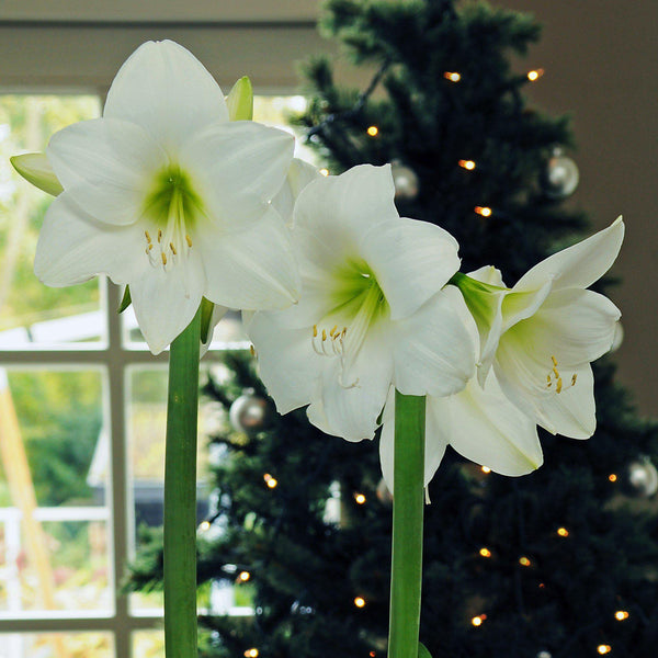 Amaryllis - White Christmas: 1 Bulb