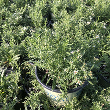Aster ericoides 1Q