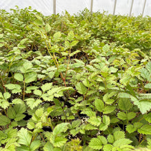 Astilbe chinensis Purple Candles 1G