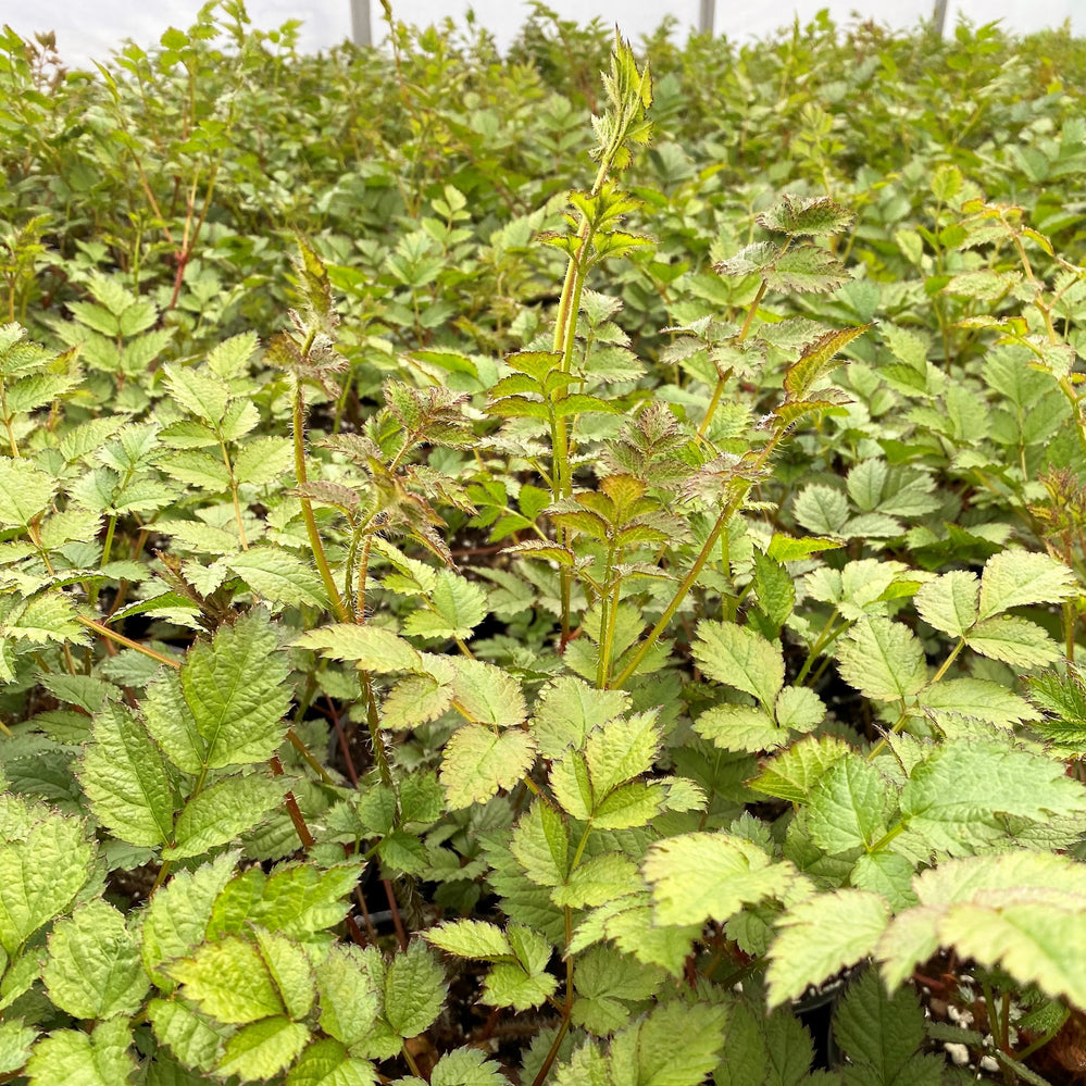 Astilbe chinensis Superba 1G