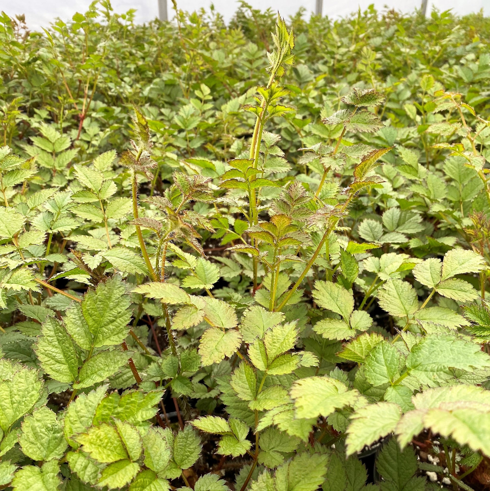 Astilbe chinensis Superba 1G