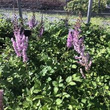 Astilbe chinensis Purple Candles 1G