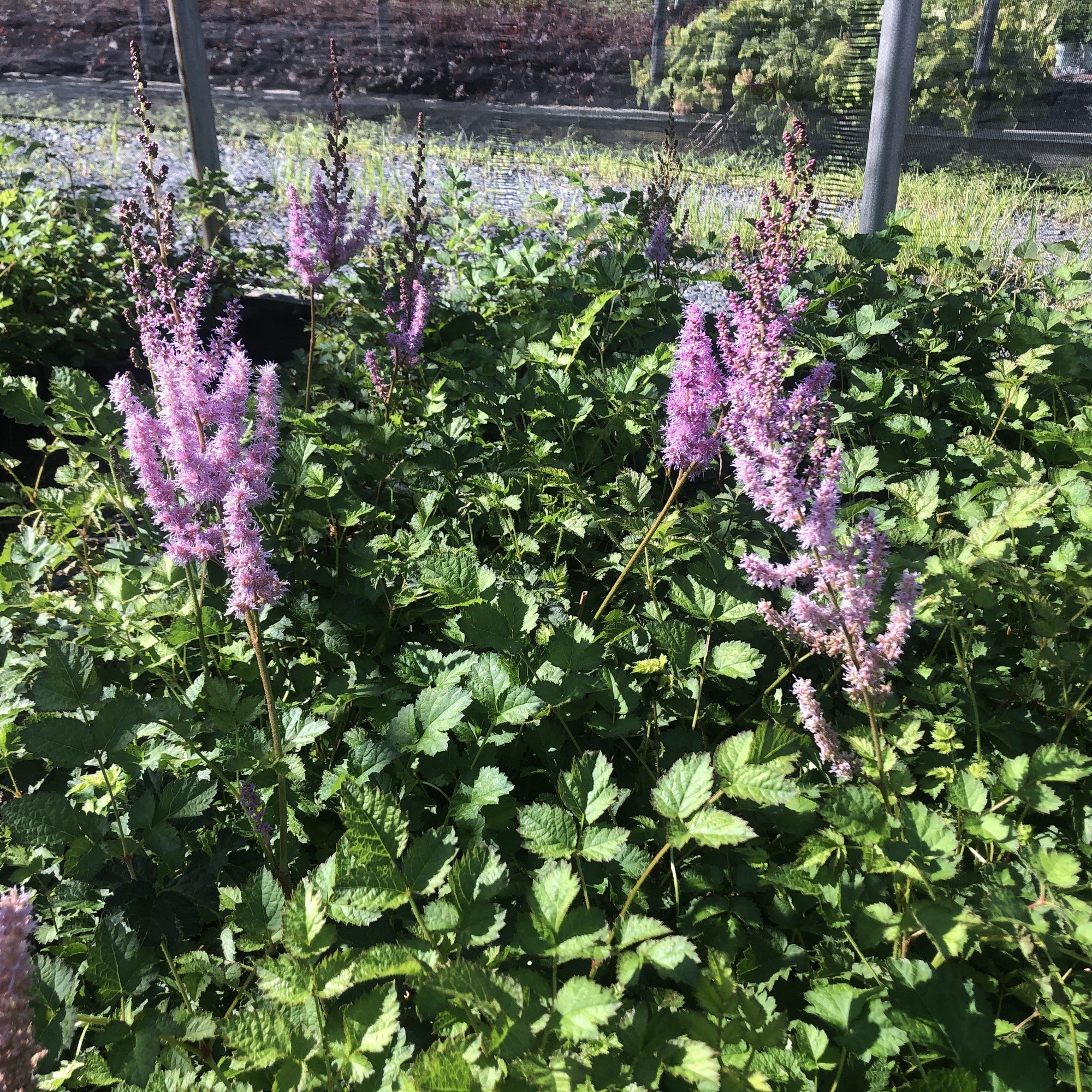 Astilbe chinensis Purple Candles 1G