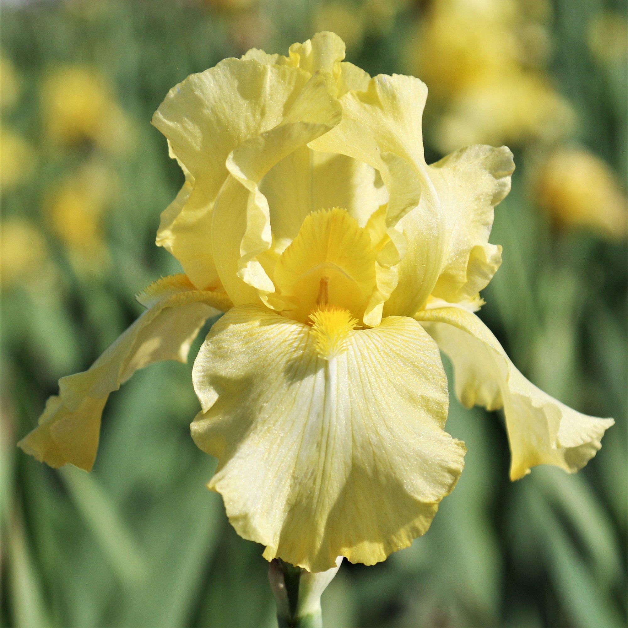 Bearded Iris - Califlora Harvest of Memories (Reblooming)