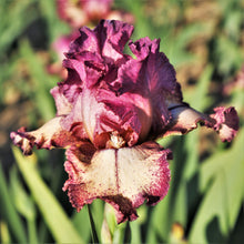 Bearded Iris - Califlora Rockstar (Reblooming)