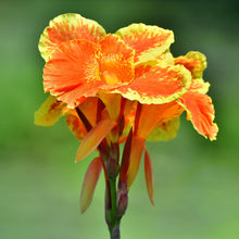 Canna - Pretoria Bengal Tiger
