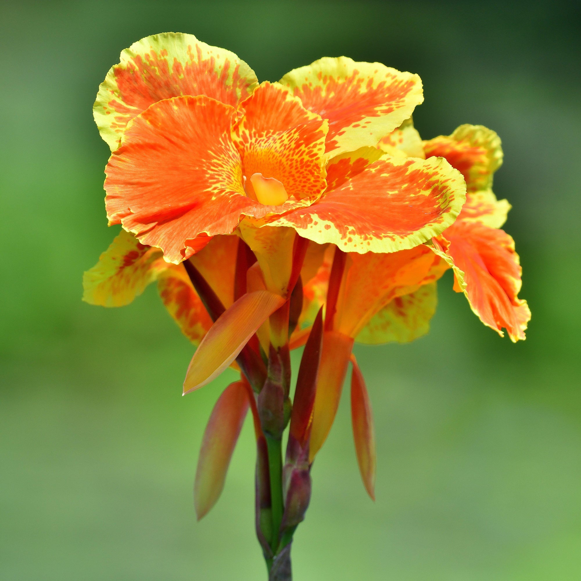 Canna - Pretoria Bengal Tiger