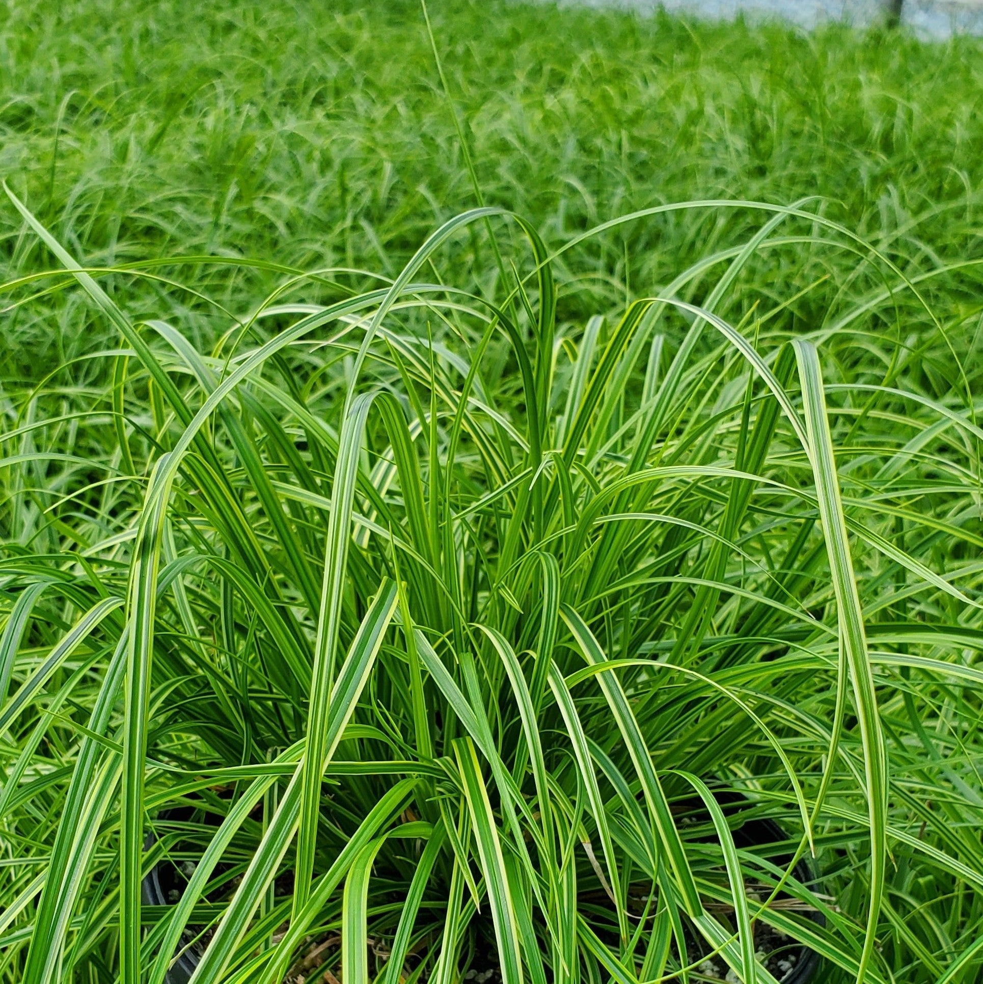 Carex dolichostachya Gold Fountains 1G