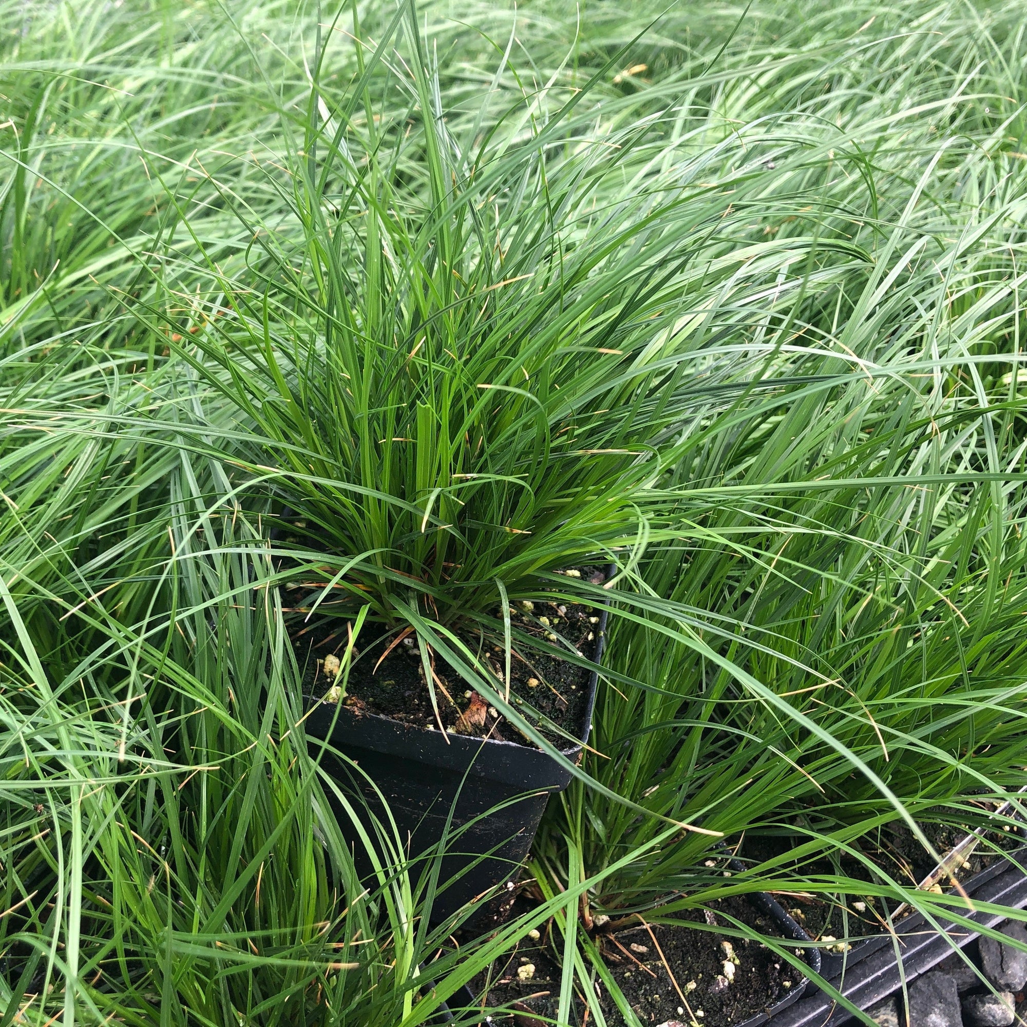 Carex pensylvanica 1Q