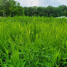 Chasmanthium latifolium 1G