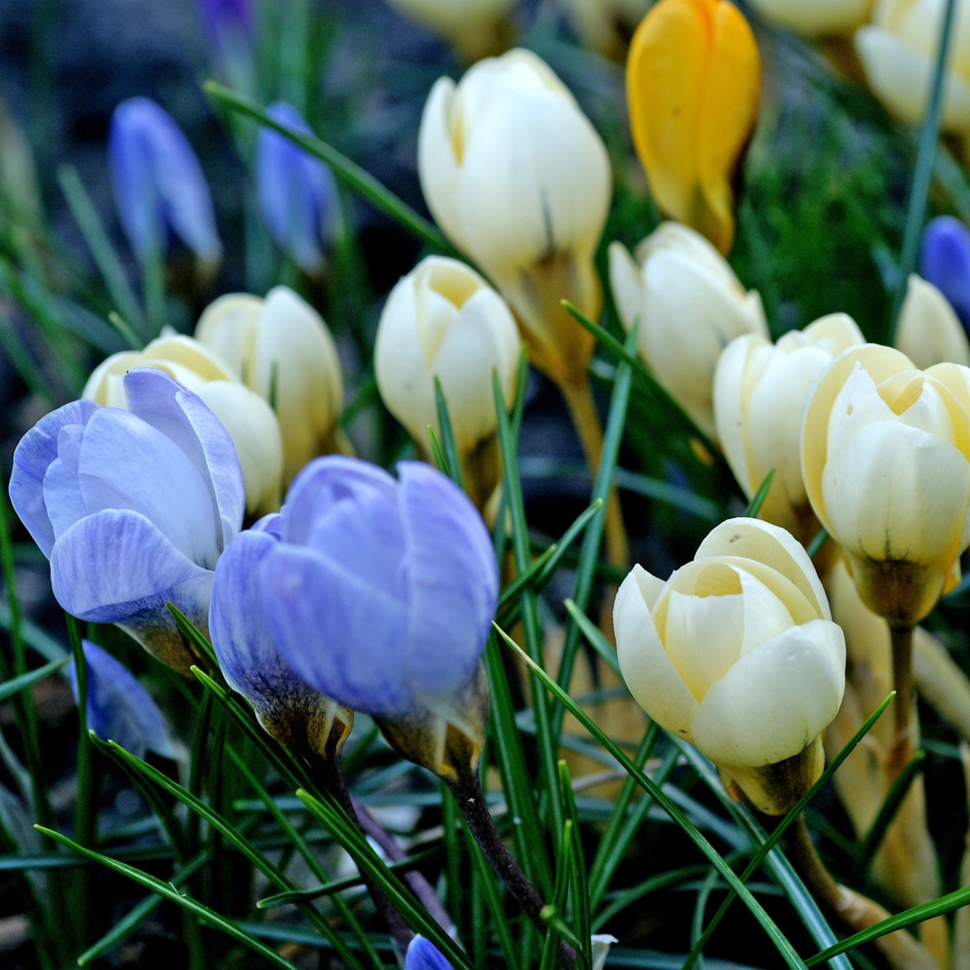 Crocus - Chrysanthus Mix: 60 Bulbs