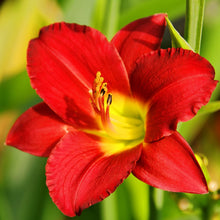 Daylily - Bumper Crop Mix: 10 Bareroots